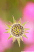 Knautia purpurea